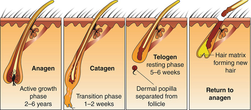 Potenciais efeitos‌ colaterais​ do Minoxidil: ‍Uma análise detalhada‌ dos ‍riscos associados